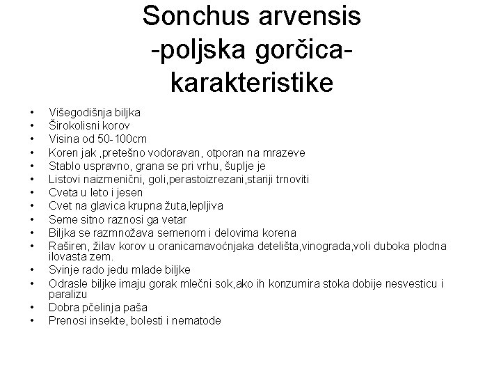 Sonchus arvensis -poljska gorčicakarakteristike • • • • Višegodišnja biljka Širokolisni korov Visina od