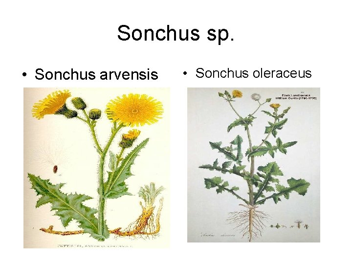 Sonchus sp. • Sonchus arvensis • Sonchus oleraceus 