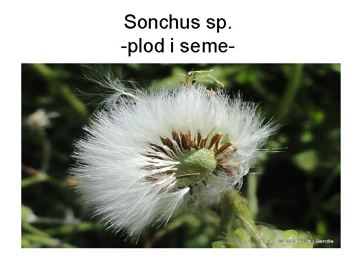 Sonchus sp. -plod i seme- 
