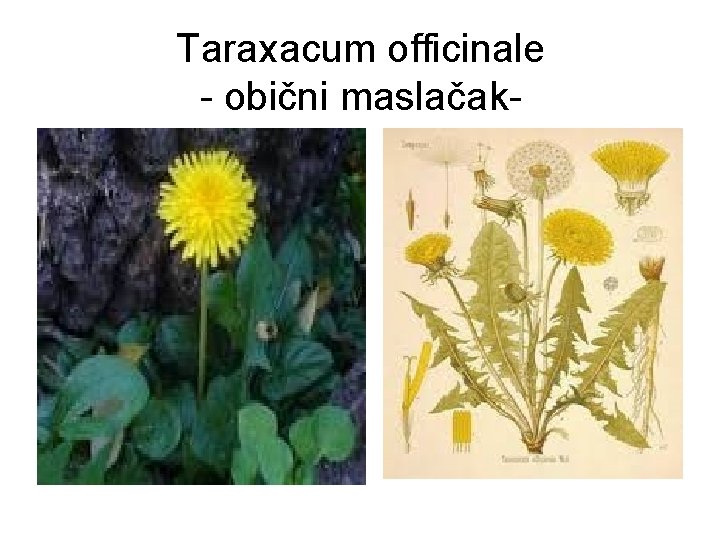 Taraxacum officinale - obični maslačak- 