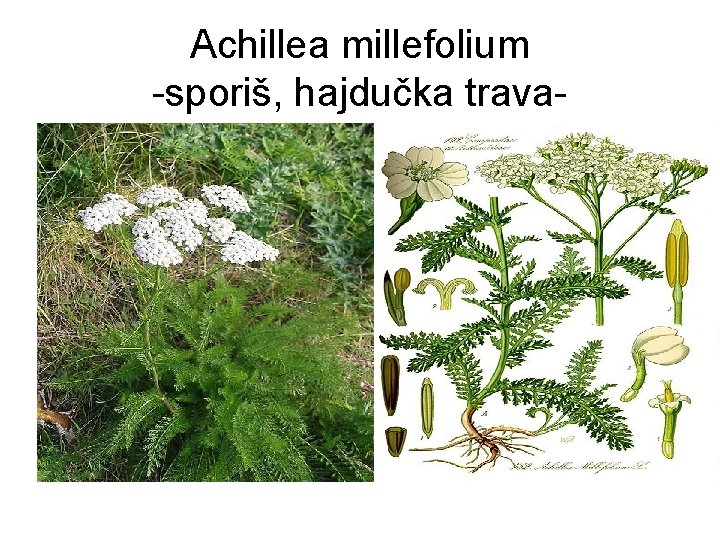 Achillea millefolium -sporiš, hajdučka trava- 
