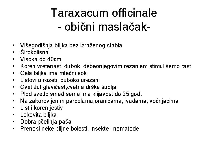 Taraxacum officinale - obični maslačak • • • • Višegodišnja biljka bez izraženog stabla