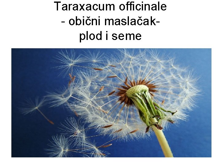 Taraxacum officinale - obični maslačakplod i seme 