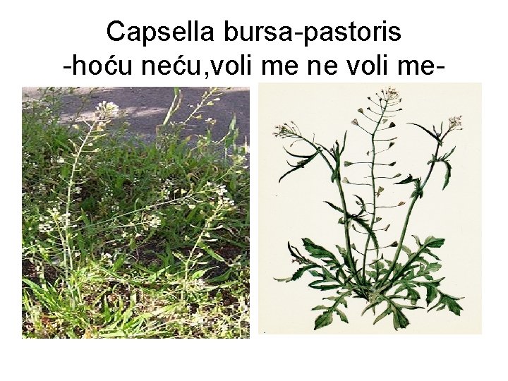 Capsella bursa-pastoris -hoću neću, voli me ne voli me- 