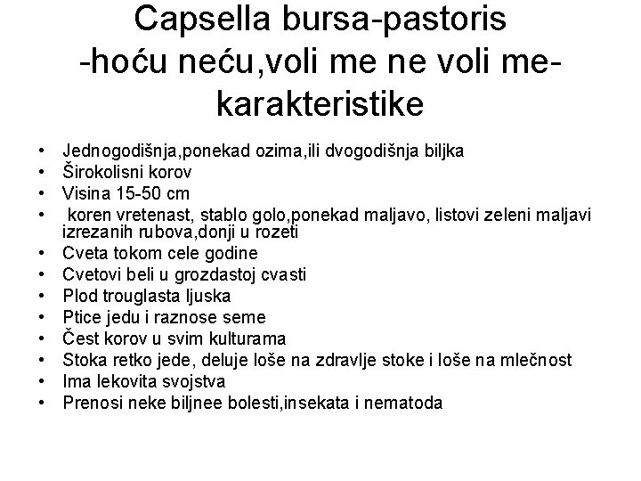 Capsella bursa-pastoris -hoću neću, voli me ne voli mekarakteristike • Jednogodišnja, ponekad ozima, ili