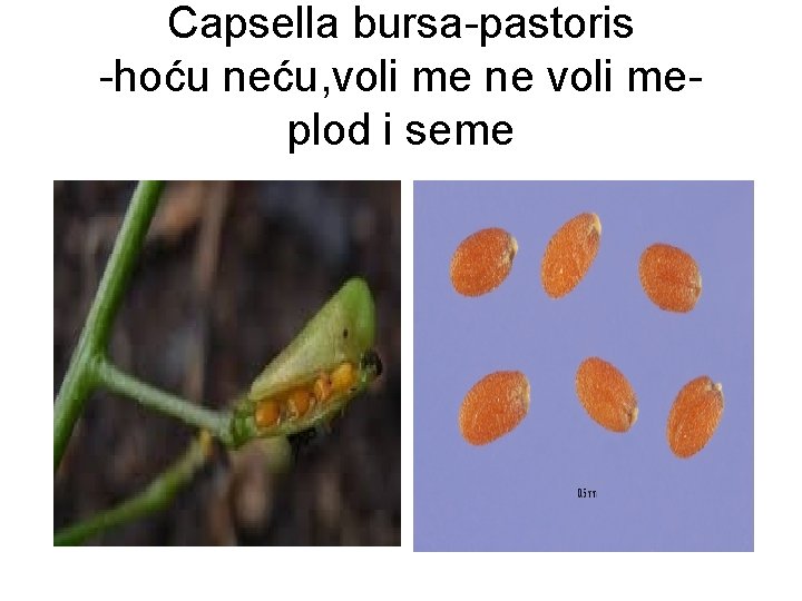 Capsella bursa-pastoris -hoću neću, voli me ne voli meplod i seme 