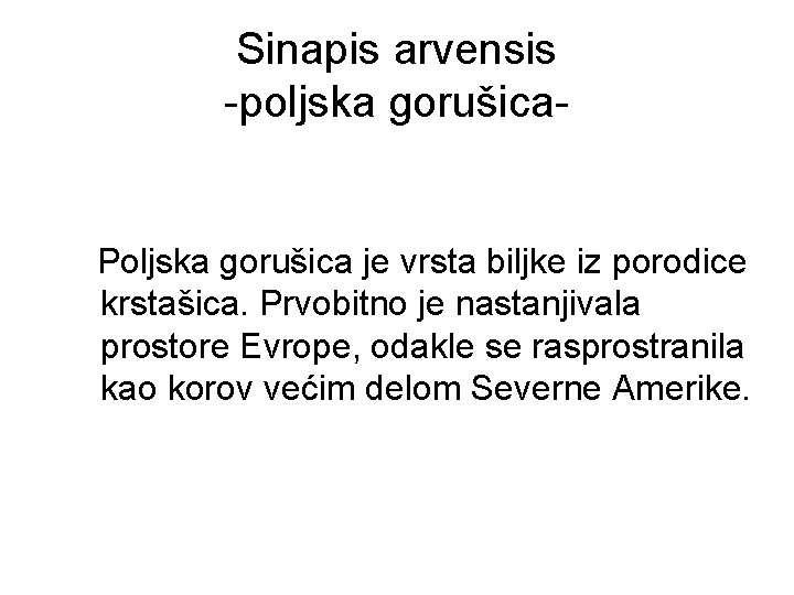Sinapis arvensis -poljska gorušica- Poljska gorušica je vrsta biljke iz porodice krstašica. Prvobitno je