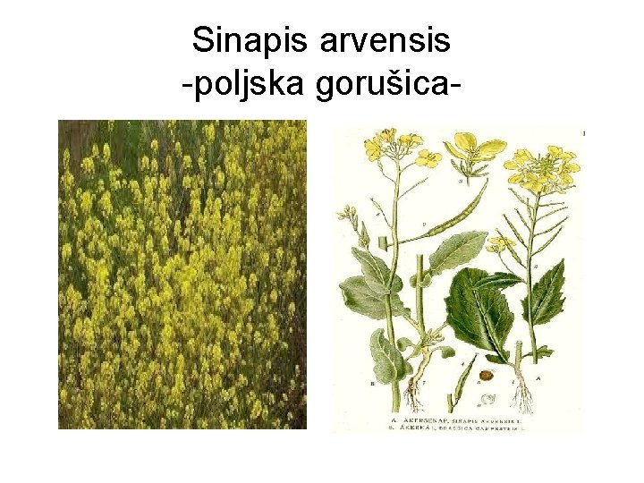 Sinapis arvensis -poljska gorušica- 