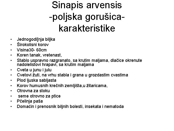 Sinapis arvensis -poljska gorušicakarakteristike • • • • Jednogodi[nja biljka Širokolisni korov Visina 30