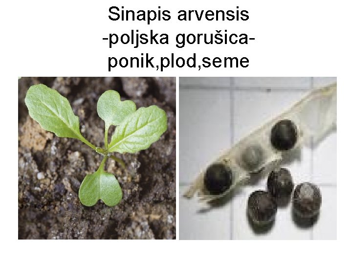 Sinapis arvensis -poljska gorušicaponik, plod, seme 