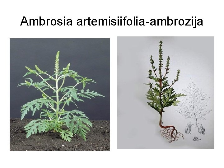 Ambrosia artemisiifolia-ambrozija 