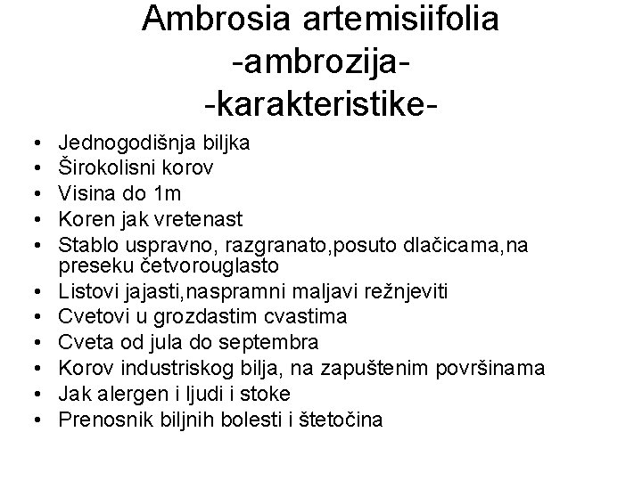 Ambrosia artemisiifolia -ambrozija-karakteristike • • • Jednogodišnja biljka Širokolisni korov Visina do 1 m