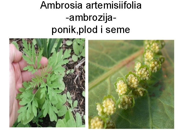 Ambrosia artemisiifolia -ambrozijaponik, plod i seme 