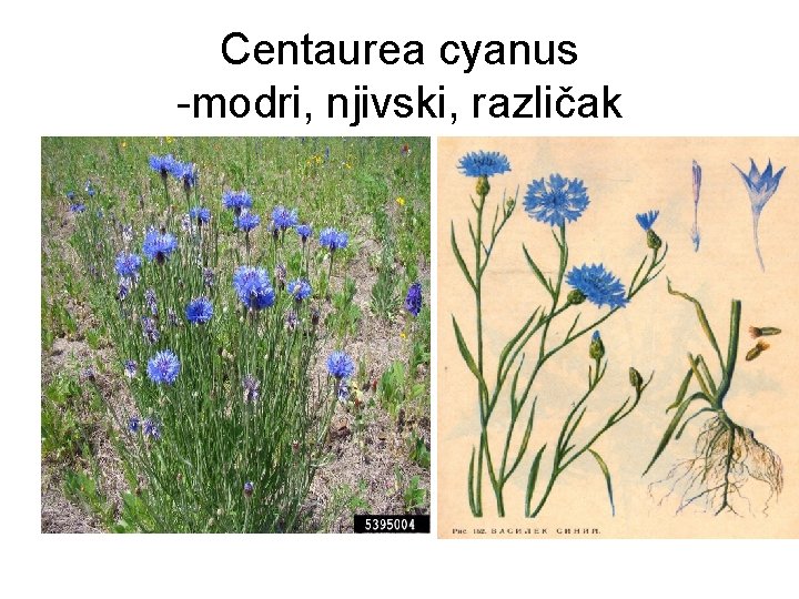 Centaurea cyanus -modri, njivski, različak 