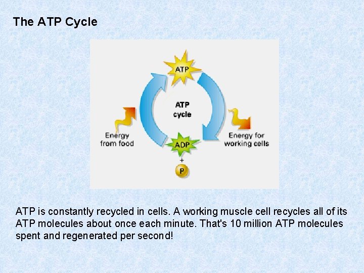 The ATP Cycle ATP is constantly recycled in cells. A working muscle cell recycles