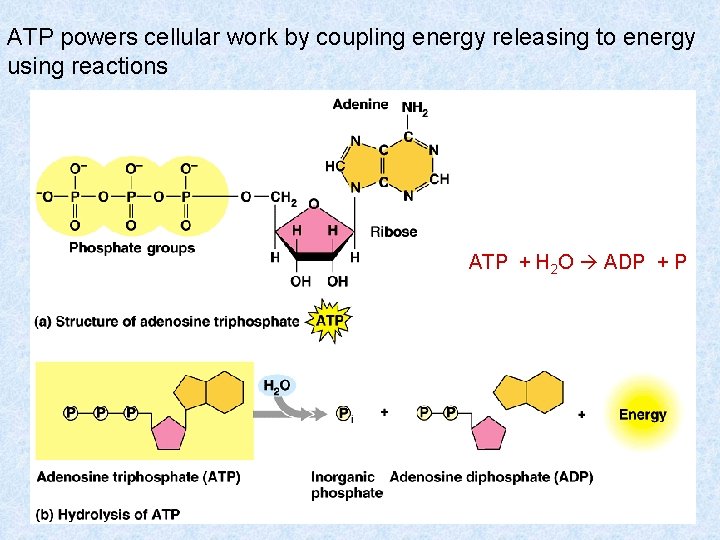ATP powers cellular work by coupling energy releasing to energy using reactions ATP +
