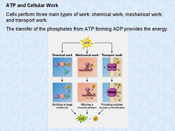 ATP and Cellular Work Cells perform three main types of work: chemical work, mechanical