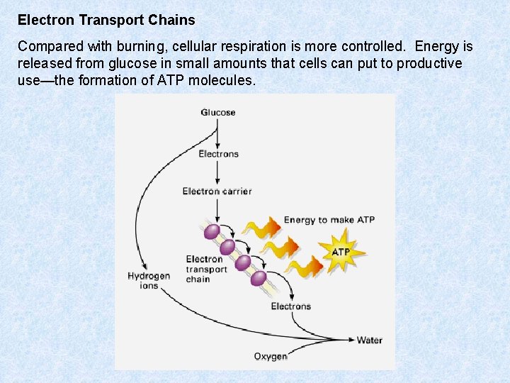 Electron Transport Chains Compared with burning, cellular respiration is more controlled. Energy is released