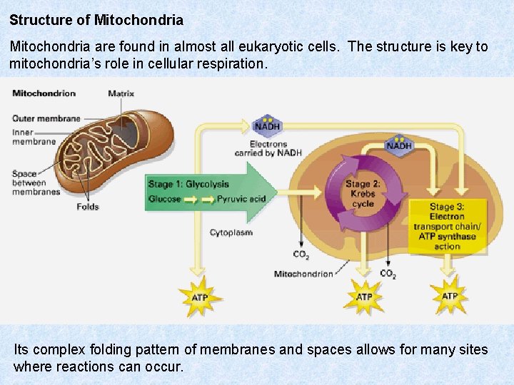 Structure of Mitochondria are found in almost all eukaryotic cells. The structure is key
