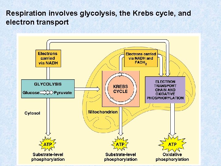 Respiration involves glycolysis, the Krebs cycle, and electron transport 
