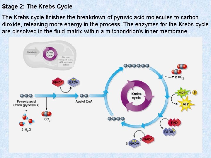 Stage 2: The Krebs Cycle The Krebs cycle finishes the breakdown of pyruvic acid