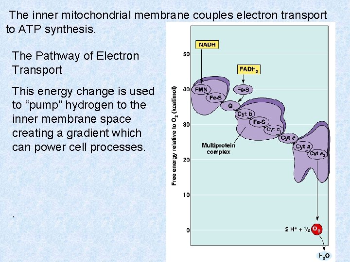 The inner mitochondrial membrane couples electron transport to ATP synthesis. The Pathway of Electron