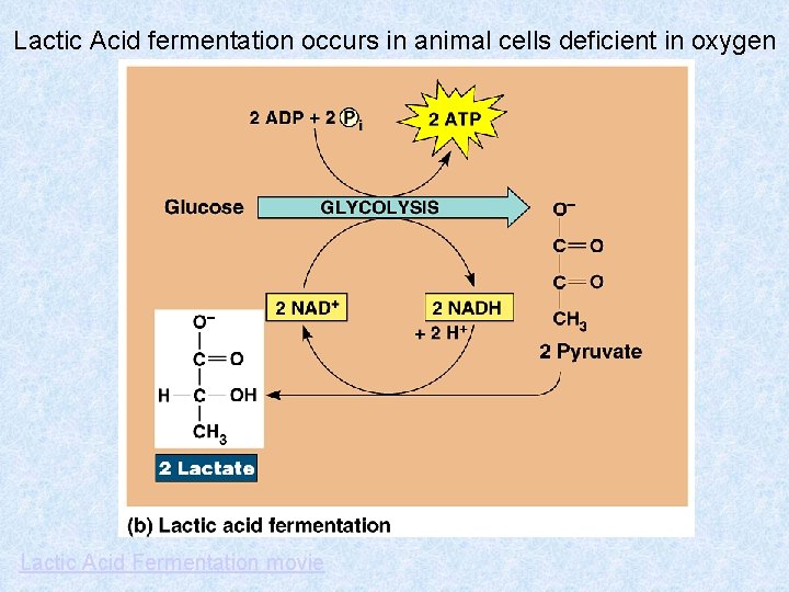 Lactic Acid fermentation occurs in animal cells deficient in oxygen Lactic Acid Fermentation movie