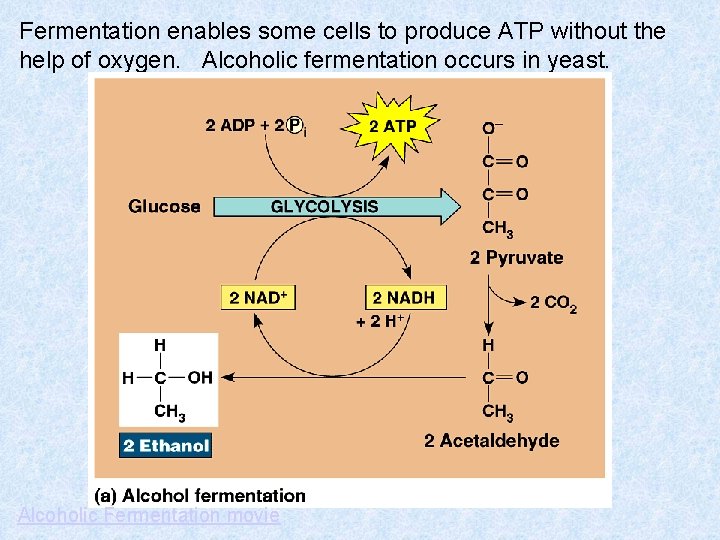 Fermentation enables some cells to produce ATP without the help of oxygen. Alcoholic fermentation