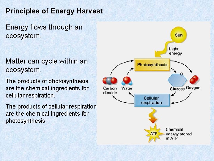 Principles of Energy Harvest Energy flows through an ecosystem. Matter can cycle within an