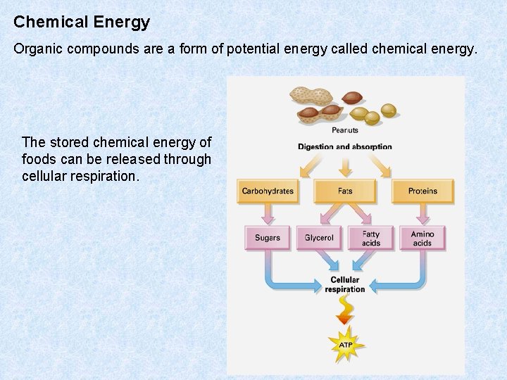 Chemical Energy Organic compounds are a form of potential energy called chemical energy. The