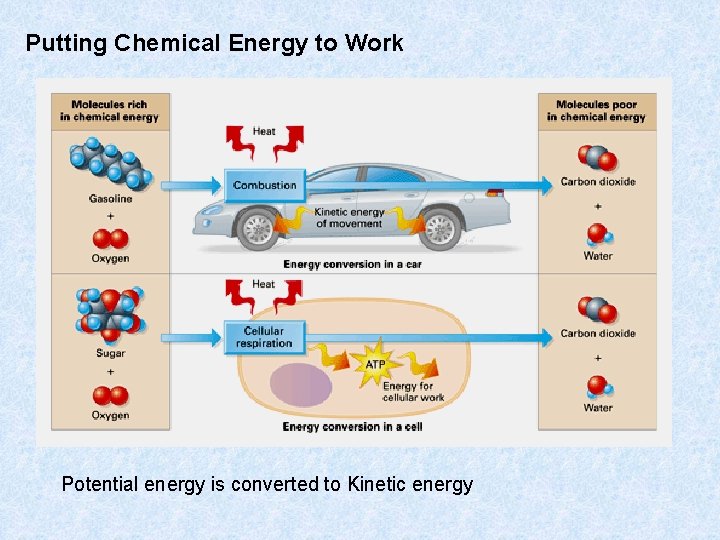 Putting Chemical Energy to Work Potential energy is converted to Kinetic energy 