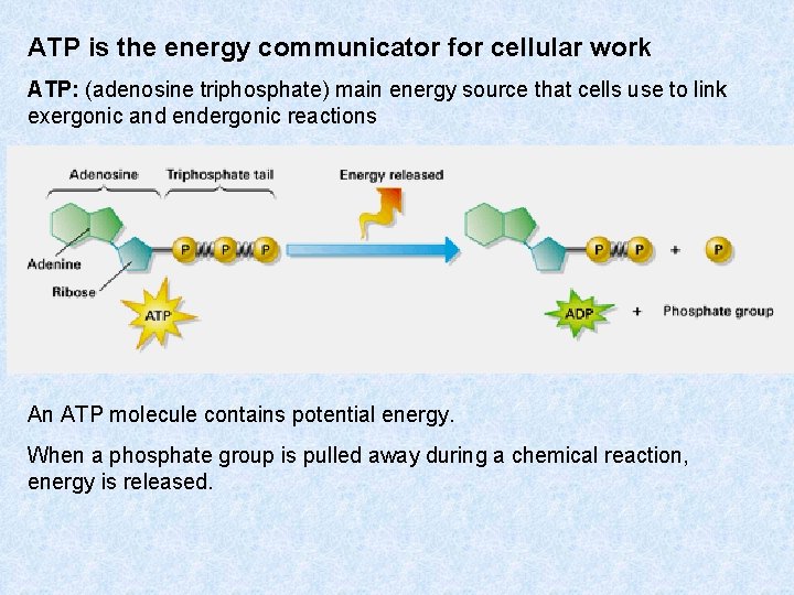 ATP is the energy communicator for cellular work ATP: (adenosine triphosphate) main energy source