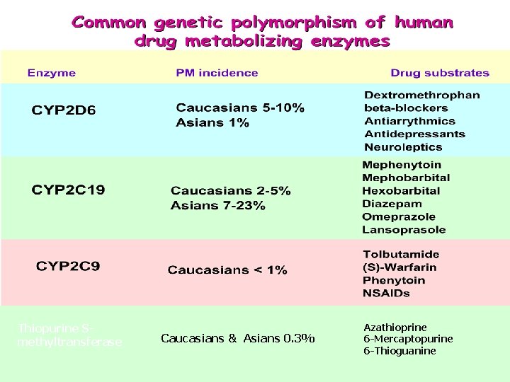 Thiopurine Smethyltransferase Caucasians & Asians 0. 3% Azathioprine 6 -Mercaptopurine 6 -Thioguanine 