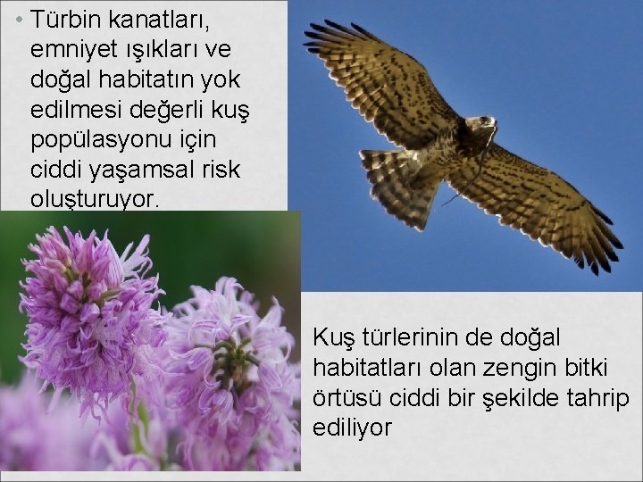  • Türbin kanatları, emniyet ışıkları ve doğal habitatın yok edilmesi değerli kuş popülasyonu