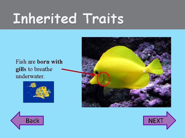 Inherited Traits Fish are born with gills to breathe underwater. Back NEXT 