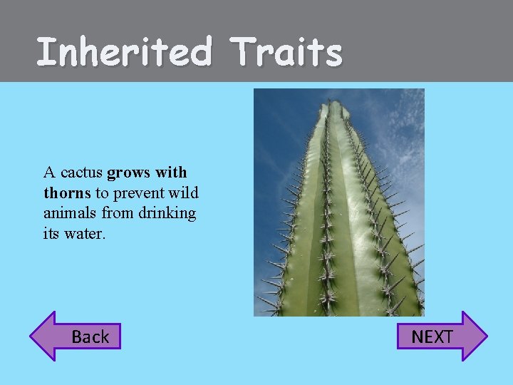 Inherited Traits A cactus grows with thorns to prevent wild animals from drinking its