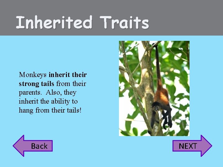 Inherited Traits Monkeys inherit their strong tails from their parents. Also, they inherit the