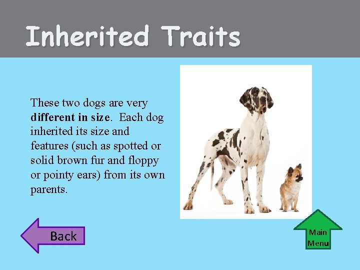 Inherited Traits These two dogs are very different in size. Each dog inherited its