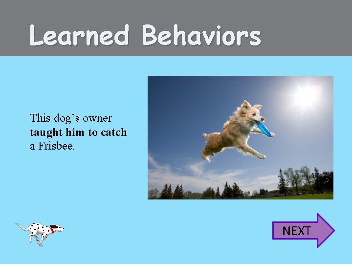 Learned Behaviors This dog’s owner taught him to catch a Frisbee. NEXT 