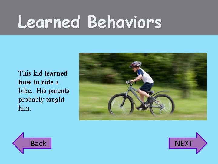 Learned Behaviors This kid learned how to ride a bike. His parents probably taught