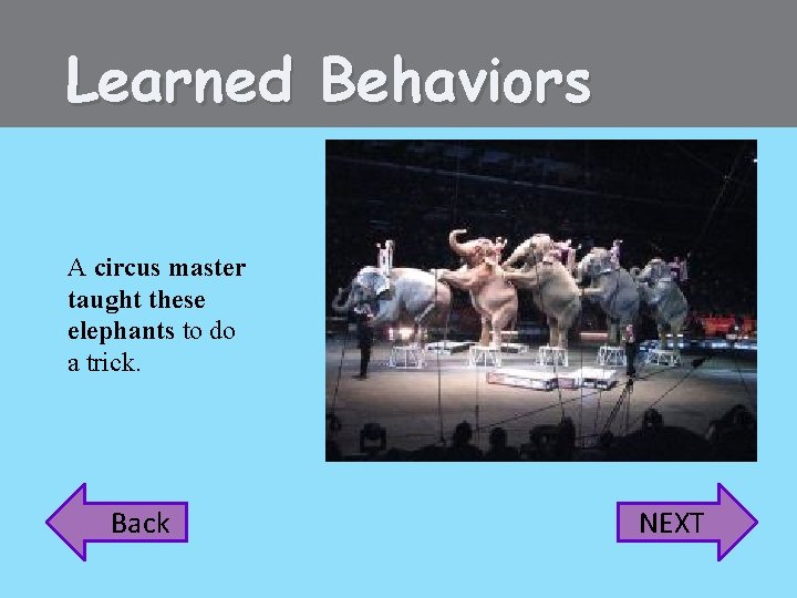 Learned Behaviors A circus master taught these elephants to do a trick. Back NEXT
