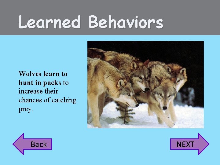 Learned Behaviors Wolves learn to hunt in packs to increase their chances of catching