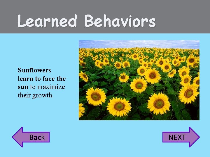 Learned Behaviors Sunflowers learn to face the sun to maximize their growth. Back NEXT