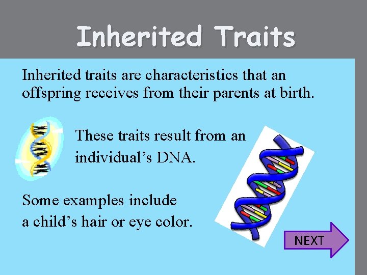 Inherited Traits Inherited traits are characteristics that an offspring receives from their parents at