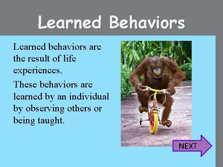 Learned Behaviors Learned behaviors are the result of life experiences. These behaviors are learned