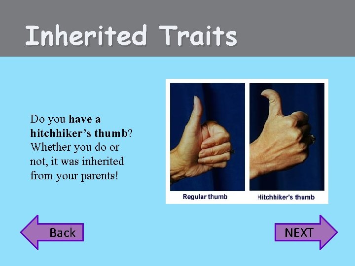 Inherited Traits Do you have a hitchhiker’s thumb? Whether you do or not, it