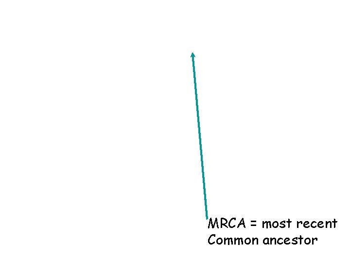 MRCA = most recent Common ancestor 