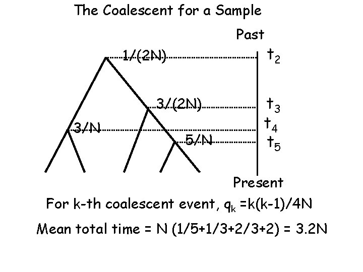 The Coalescent for a Sample Past 1/(2 N) 3/N 5/N t 2 t 3
