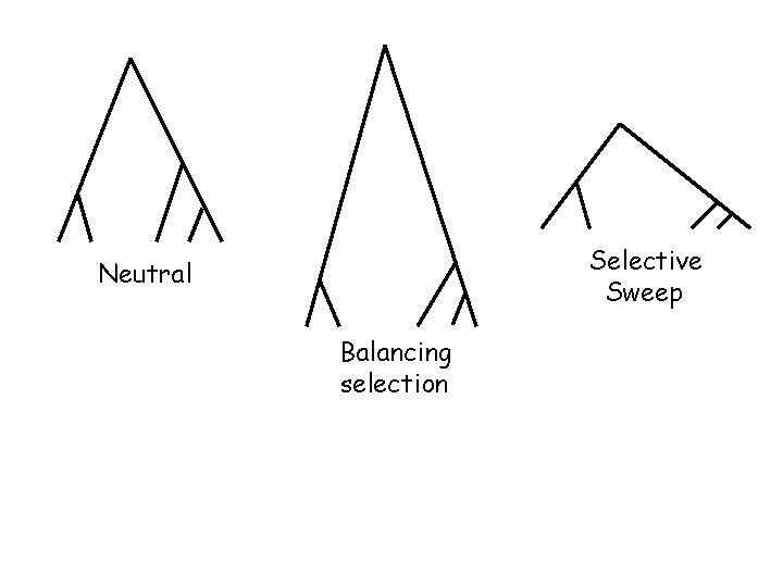 Selective Sweep Neutral Balancing selection 