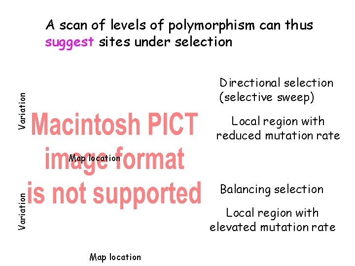 A scan of levels of polymorphism can thus suggest sites under selection Variation Directional
